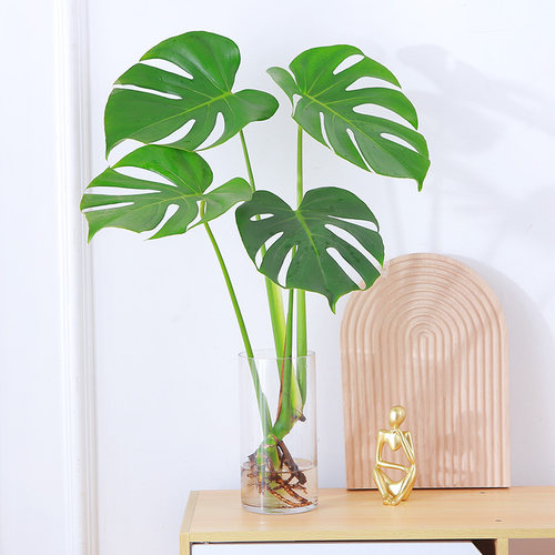 水培植物龟背竹盆栽老桩净化空气春羽大叶室内观叶绿植耐阴常青