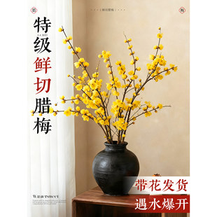 水培浓香腊梅带花苞鲜花干枝切花花束室内客厅春节年宵花真花绿植