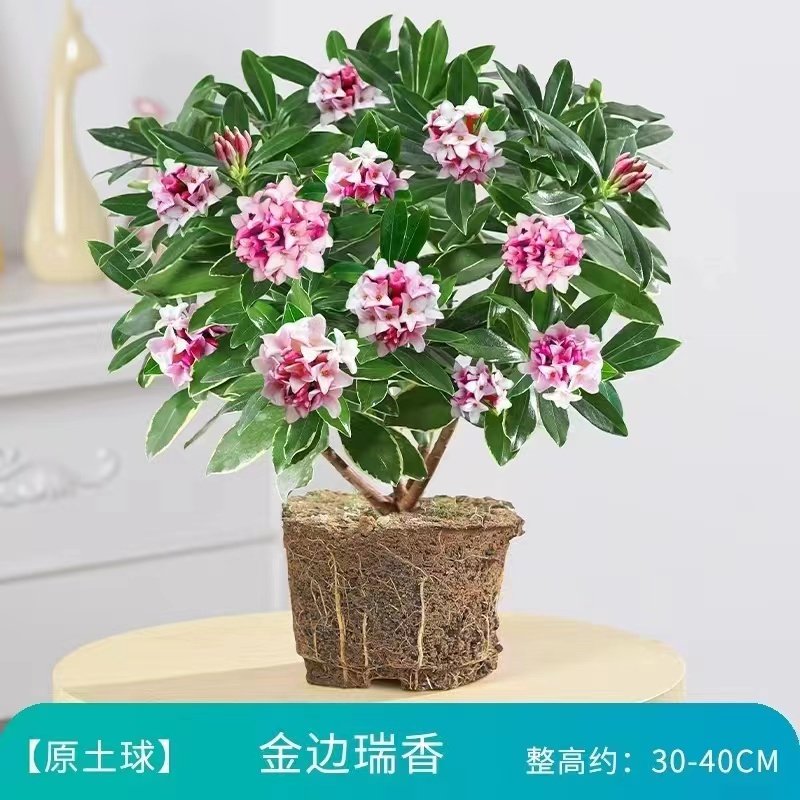 金边瑞香盆栽浓香型带花苞植物图片