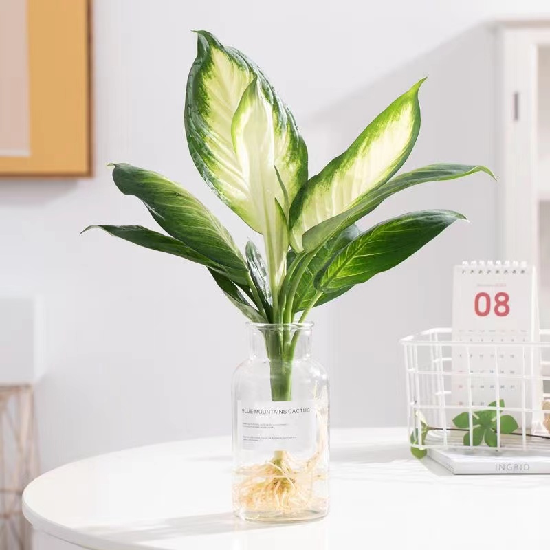 好养植物客厅净化空气万年青