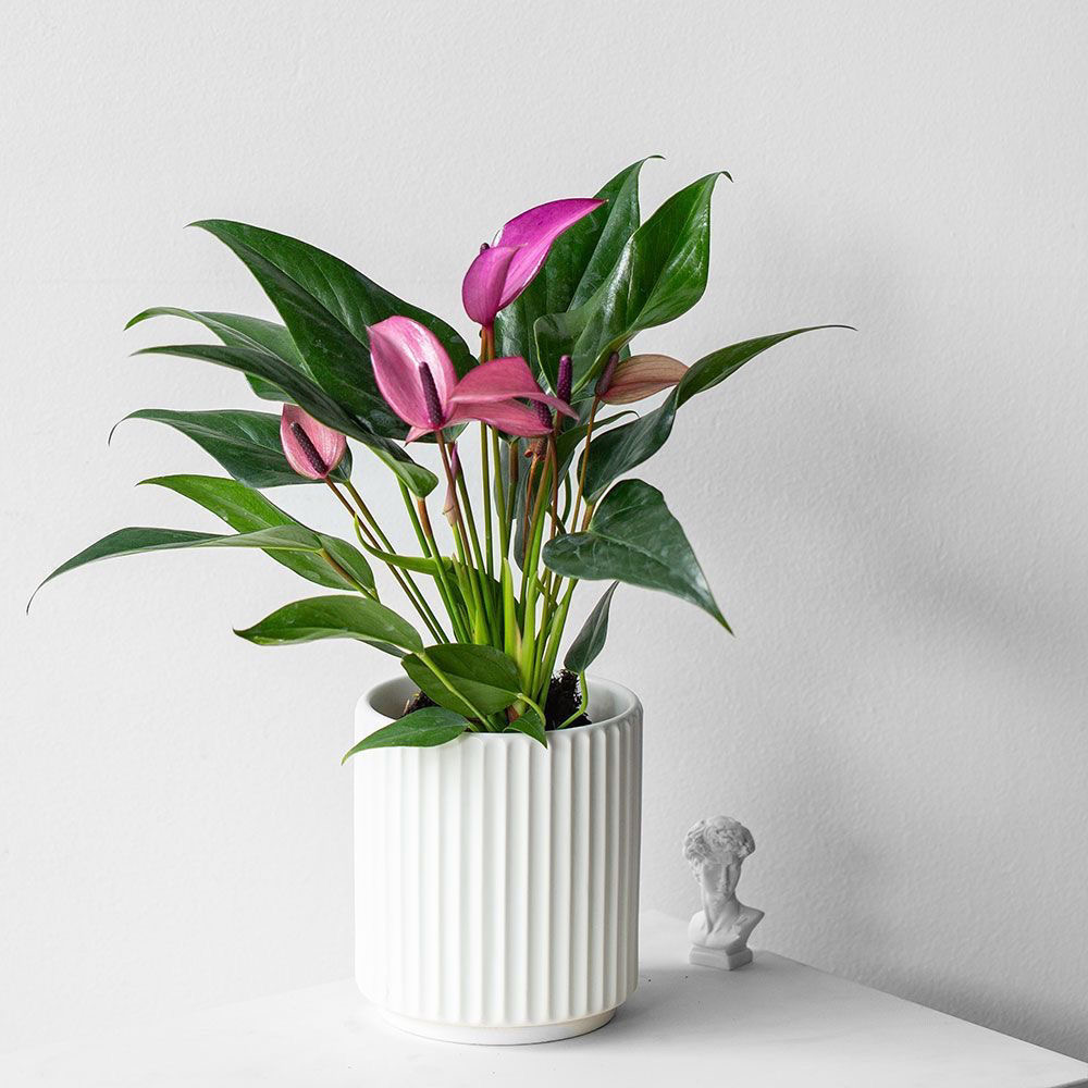 紫掌齐祖盆栽带花苞一帆风顺客厅办公室桌面好养室内开花绿植花卉