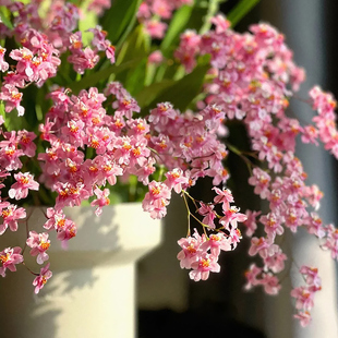 文心兰盆栽花苗梦香兰室内开花卉植物客厅阳台四季好养活年宵兰花