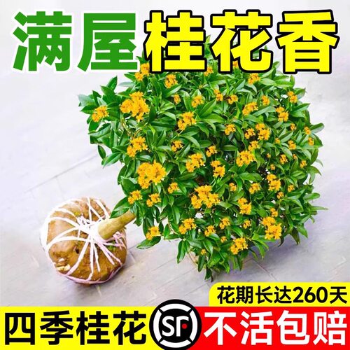 花叶春四季桂花卉庭院