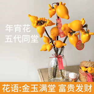 五代果鲜切五代同堂黄金果花束鲜花家用插花鲜切花真花绿植物花卉