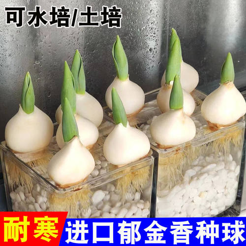 花叶春春季郁金香种球大球带芽