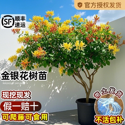 可食用金银花树苗浓香花卉盆栽