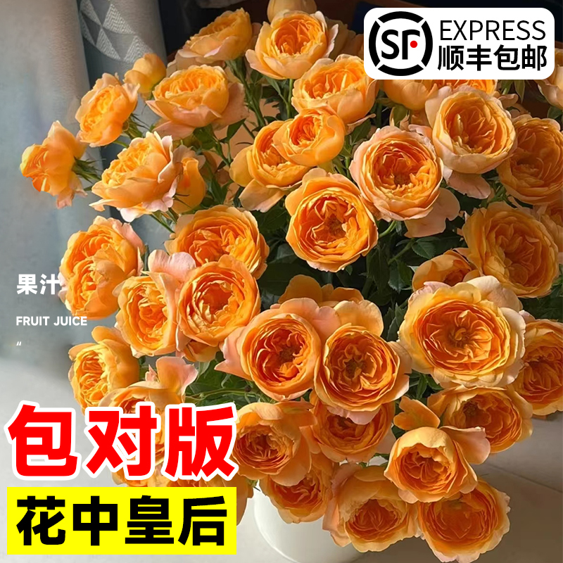 花叶春果汁阳台带花发货