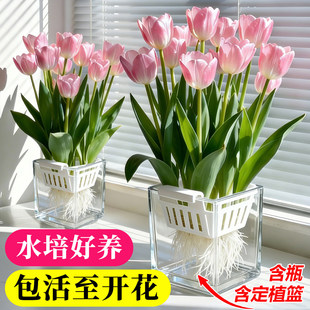郁金香水培器皿花盆水养种球花瓶专用定植篮盆水仙花葡萄风信子