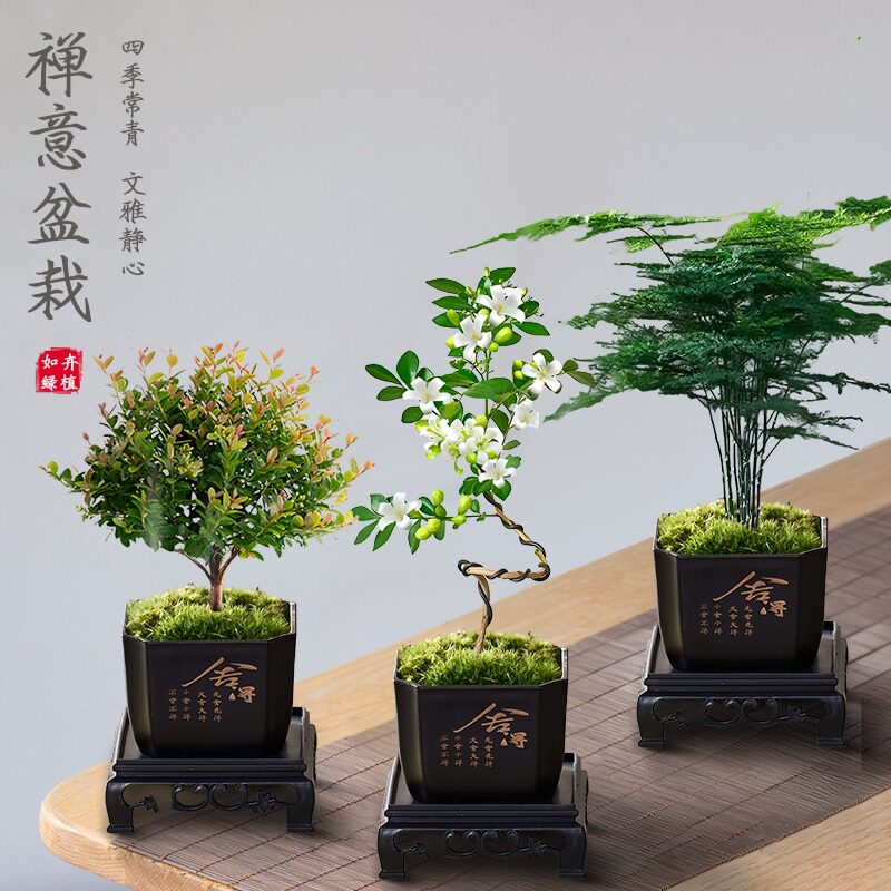 文竹九里香小叶赤楠禅意盆栽植物室内办公桌面绿植小盆景花卉摆件