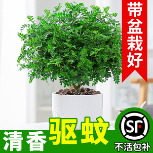 【驱蚊】正宗清香胡椒木盆栽绿植室内老桩盆景驱蚊花卉树苗九里香