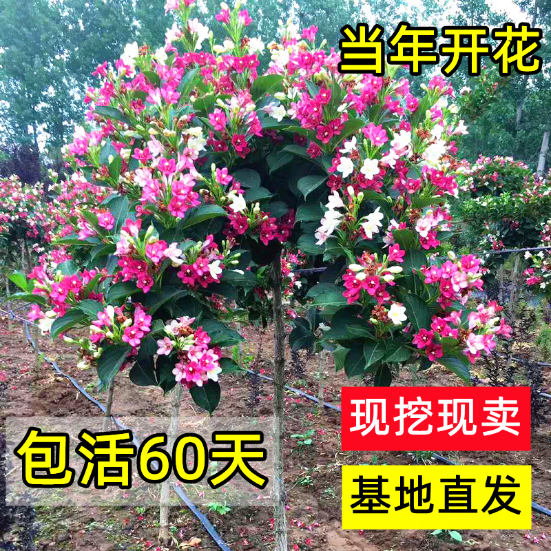 五彩锦带花树苗庭院耐寒耐旱地栽花卉苗木红王子锦带花苗灌木植物-封面