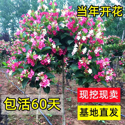 花叶春五彩锦带盆栽带花发货