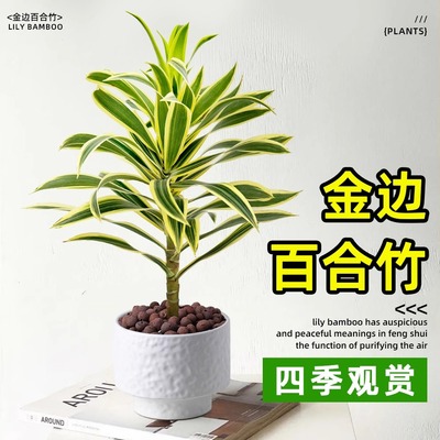 金边百合竹盆栽小苗水培植物