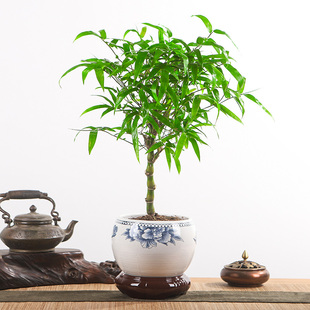 矮化佛肚竹盆栽罗汉竹盆景绿色植物 凤尾竹米竹庭院竹多年生竹子