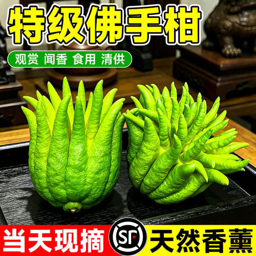佛手柑鲜果摆件水培闻香食用清贡金华云南新鲜香橼瓜特大桌面绿植