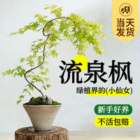Flower-leaf Spring Stream maple potted green plant, study, living room, courtyard plant, Golden Willow Spring maple tree bonsai, Japanese Zen style thumbnail 3