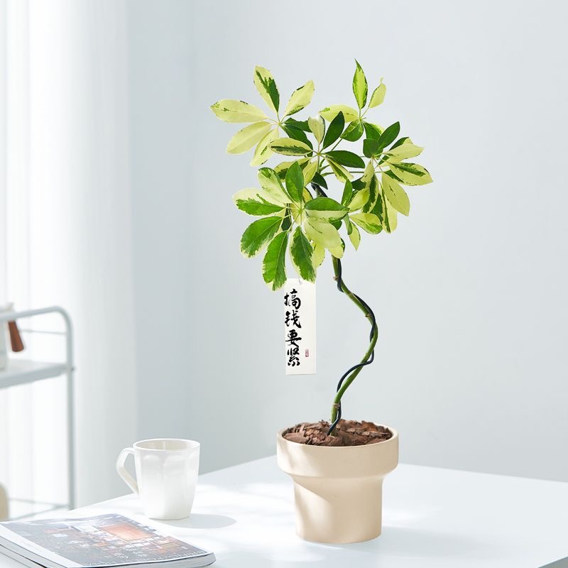 造型花叶鸭脚木盆栽绿植