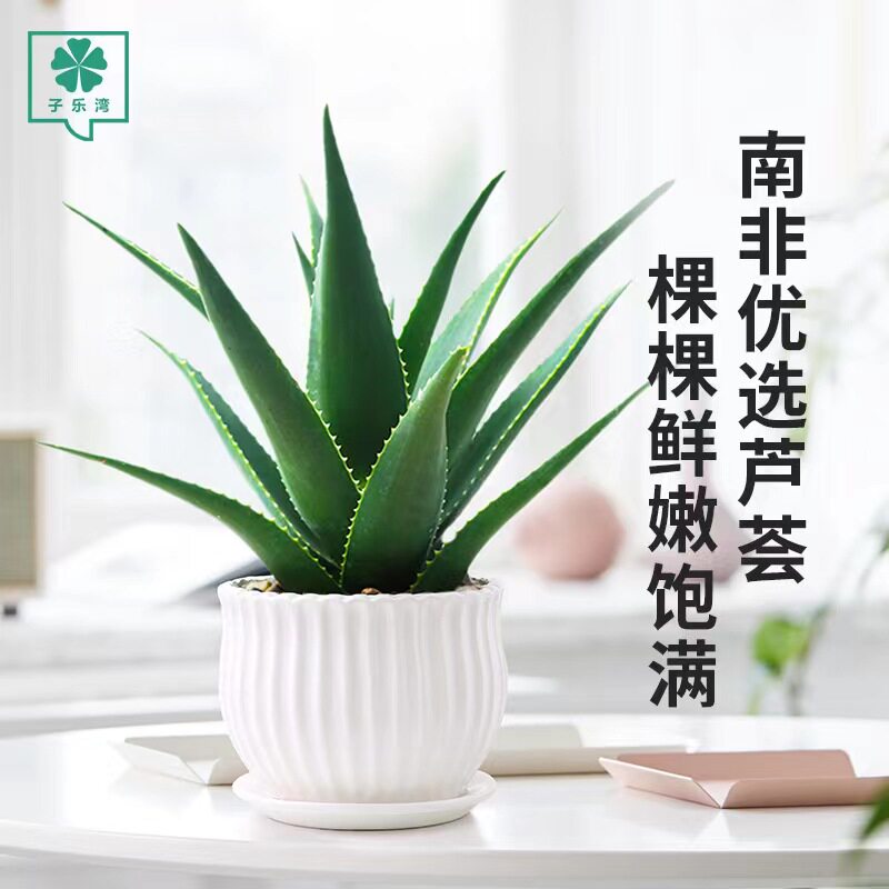 库拉索芦荟类植物盆栽可食用吸绿办公桌面防多肉美容好养