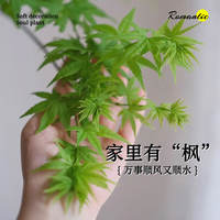 Flower-leaf Spring Stream maple potted green plant, study, living room, courtyard plant, Golden Willow Spring maple tree bonsai, Japanese Zen style thumbnail 7