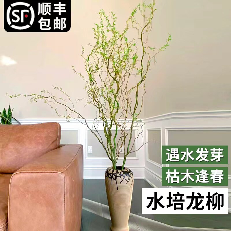 龙柳鲜枝客厅水培植物水养插花马醉木雪柳干枝切室内落地吊钟泡水