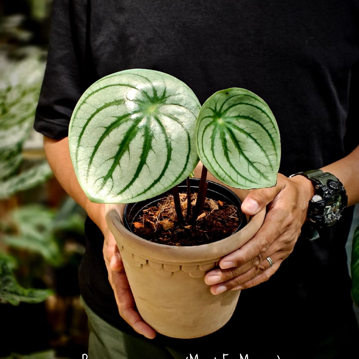 麒麟瓜椒草西瓜皮盆栽ins北欧绿植热门网红桌面小植物室内