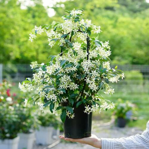 花叶春风车茉莉爬藤庭院夏季耐寒