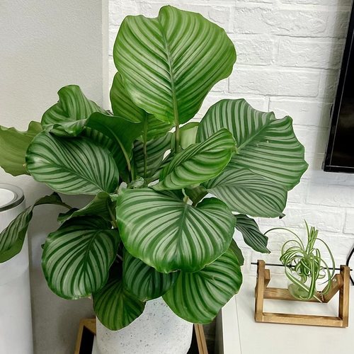 苹果竹芋室内不开花耐阴好养