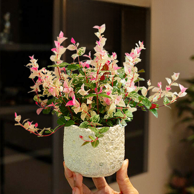 花叶络石盆栽七彩爬藤植物绿植