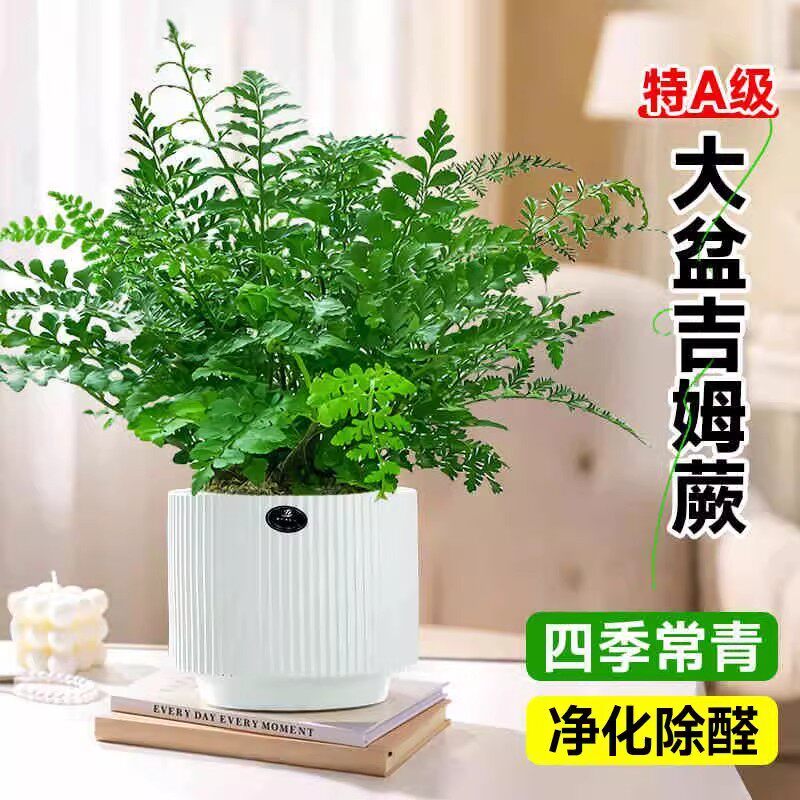 吉姆蕨盆栽室内耐阴客厅办公室工位桌面绿植懒人花卉好养四季常青