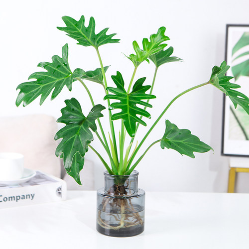 春羽客厅四季常青，水培养护