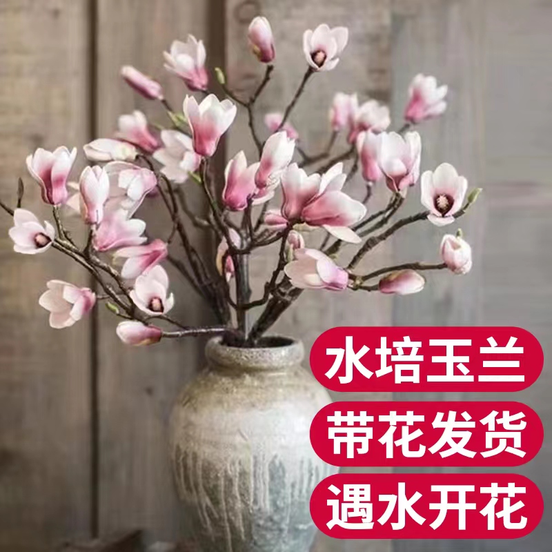 水培植物白玉兰花卉绿植室内水养带花苞花束海棠花鲜切花干支雪柳