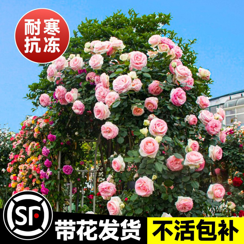 藤本月季花苗特大花浓香庭院植物室内花卉盆栽玫瑰爬藤蔷薇四季开 鲜花速递/花卉仿真/绿植园艺 月季/蔷薇/玫瑰 原图主图