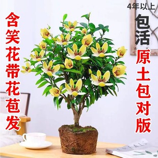 含笑花盆栽带花苞老桩桂花香蕉花树苗阳台庭院浓香型四季花卉盆景