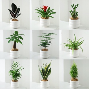 发财树办公室绿植好养活高级桌面精致吊兰小盆栽花卉文竹植物室内