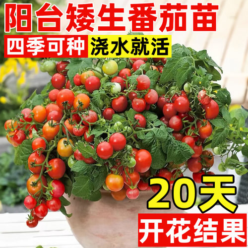 四季矮生番茄苗水果盆栽千禧种子孑种籽阳台圣女果草莓西红柿苗秧