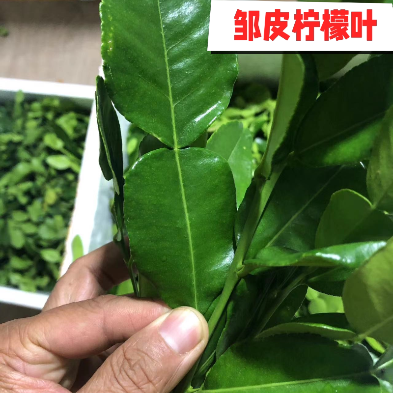 新鲜皱皮柠檬叶 冬阴功丑柠檬叶 粗皮叶 泰国餐厅去腥生腌鱼生料