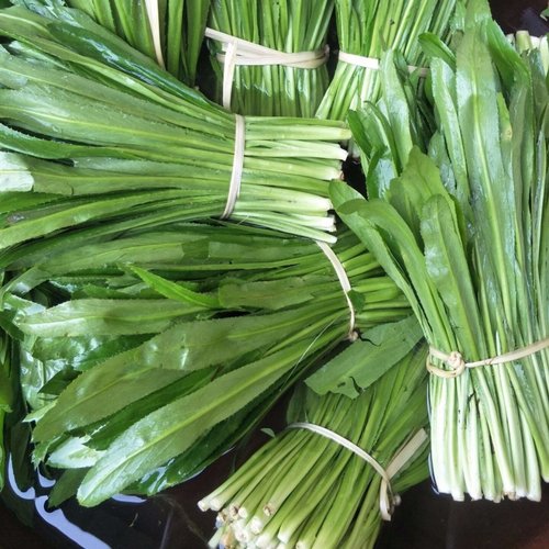 新鲜老缅傣族大芫茜泰国品种香菜