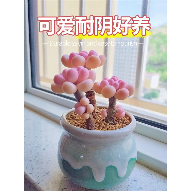 超萌桃蛋多肉植物品种办