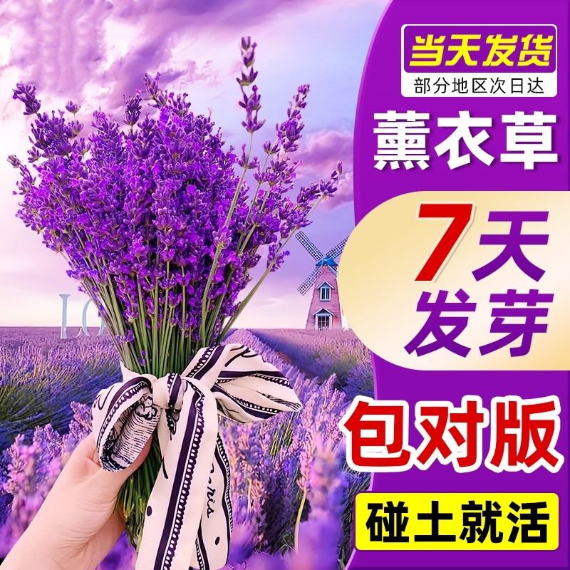 【四季播种遇土就活每年都能开花】不仅香味四溢还能驱蚊驱虫！