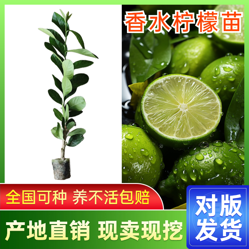 四季无籽香水柠檬树苗可食用柠檬庭院阳台种植当年结果百香果幼苗