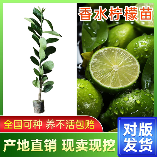 四季无籽香水柠檬树苗