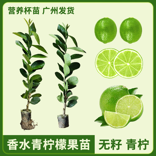 香水柠檬果树苗带土带叶对品发货