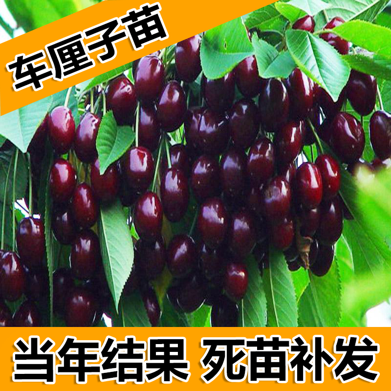 直销智利车厘子树苗 矮化大樱桃苗 车厘子樱桃苗 南北