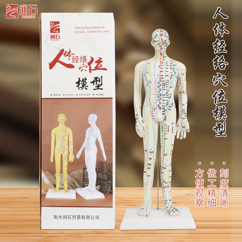 润石中医人体模型针灸教学