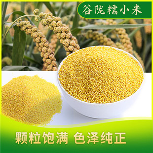 贵州黄平古陇糯小米黄小米农家杂粮月子米小米粥小米鲊黏米500g