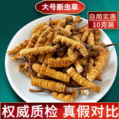 冬虫夏草断草50克断虫草正品 头期大断虫草滋补泡水泡酒非西藏那曲