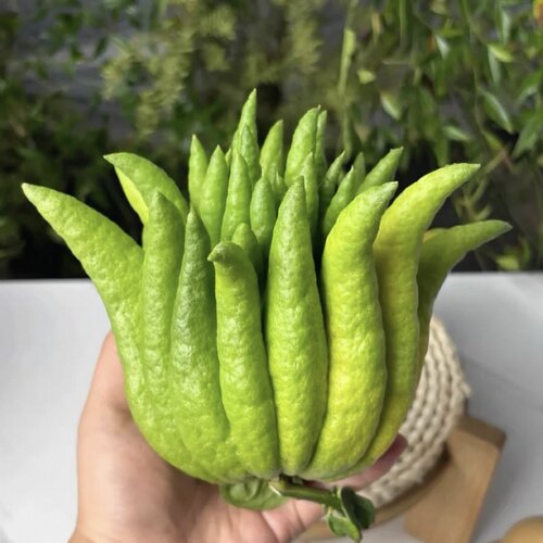 佛手柑大小新鲜观赏闻香佛手果