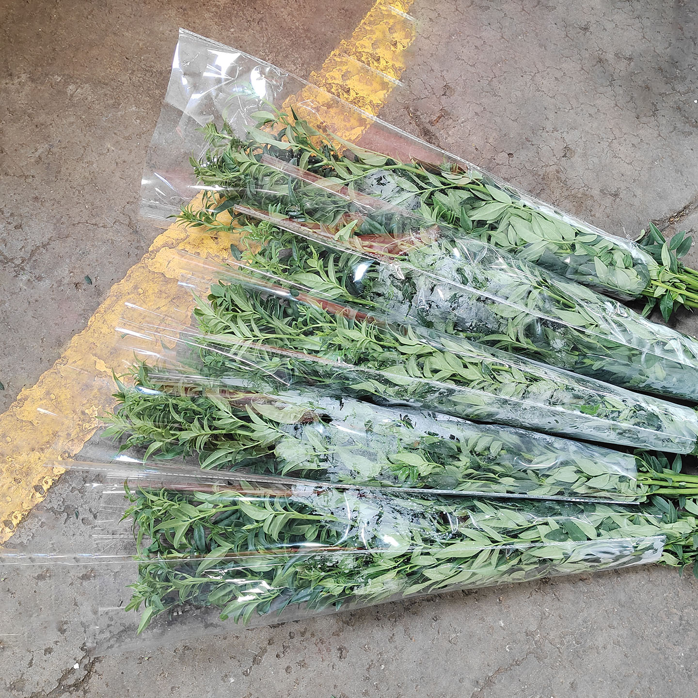 九星叶新鲜鲜切花水养装饰花材图片