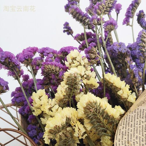 云南勿忘我鲜干花束田园家居装饰摆件插花真花节日百搭礼物直销