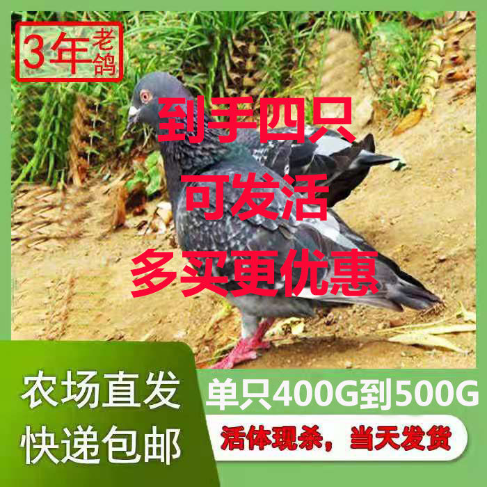 老鸽子肉散养孕妇炖汤